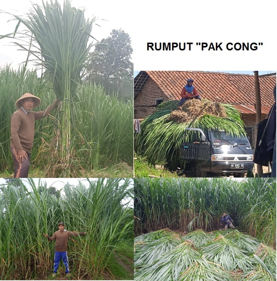 Gambar Berita